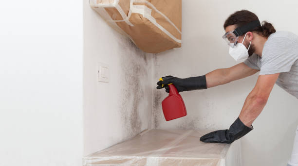 Professional Basement Mold Remediation technician working in Capron, IL