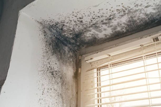 Affordable Basement Mold Remediation solutions in Capron, IL