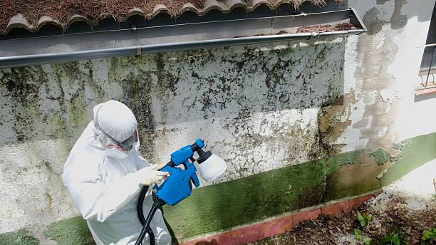 Top rated local Basement Mold Remediation specialists in Capron, IL